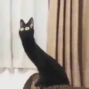 Meet your Posher, Jesse